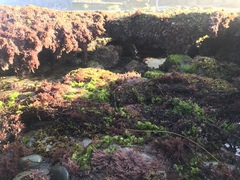 Ulvaceae