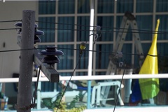 Tyrannus melancholicus