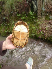 Kinosternon hirtipes