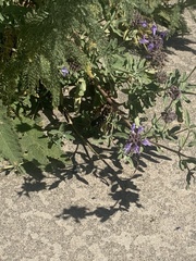 Xylocopa sonorina