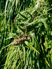 Artemisia vulgaris kamtschatica