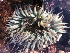 Anthopleura elegantissima