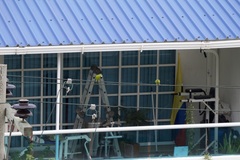 Brotogeris jugularis