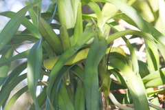 Trimeresurus insularis