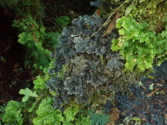 Pseudocyphellaria dissimilis
