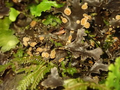Pseudocyphellaria dissimilis