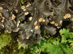 Pseudocyphellaria dissimilis