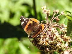 Vanessa atalanta