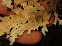 Pseudocyphellaria dissimilis