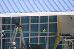 Brotogeris jugularis