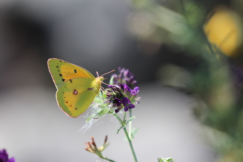 Orange sulphur