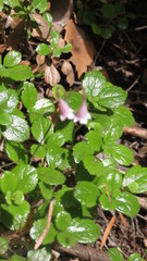 Linnaea borealis longiflora