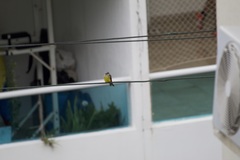 Tyrannus melancholicus