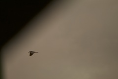 Nycticorax nycticorax