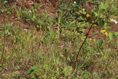 Spiranthes casei