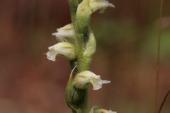 Spiranthes casei