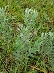 Lithospermum molle