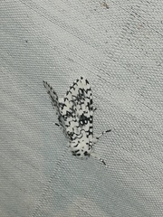 Lichnoptera decora
