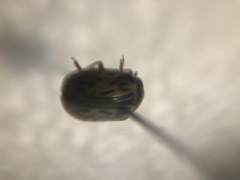 Calligrapha philadelphica