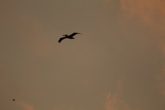 Pelecanus occidentalis