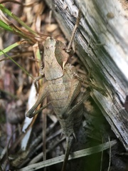 Atlanticus testaceus