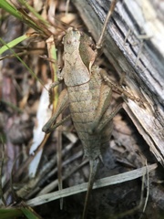 Atlanticus testaceus