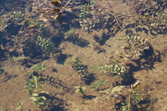Potamogeton richardsonii