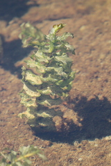 Potamogeton richardsonii