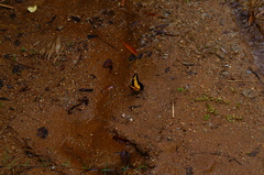 Heraclides androgeus