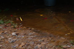 Heraclides androgeus