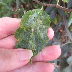 Celticecis celtiphyllia