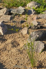 Cyperus houghtonii