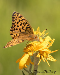 Speyeria coronis