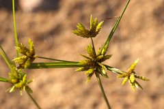 Cyperus houghtonii