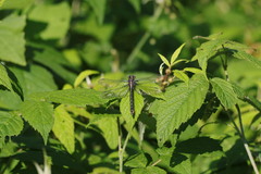 Phanogomphus borealis