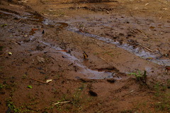 Heraclides androgeus