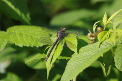 Phanogomphus borealis