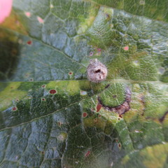 Celticecis celtiphyllia