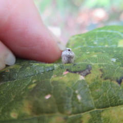 Celticecis celtiphyllia