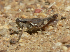 Melanoplus fasciatus