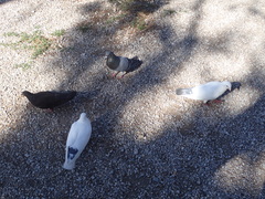 Columba livia domestica