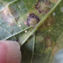 Celticecis celtiphyllia