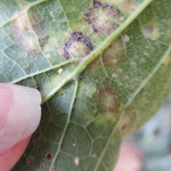 Celticecis celtiphyllia