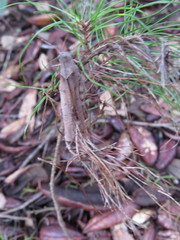 Spharagemon crepitans