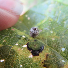 Celticecis celtiphyllia