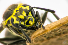 Protonectarina sylveirae