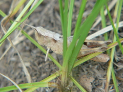 Chloealtis conspersa