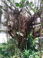 Ficus microcarpa microcarpa