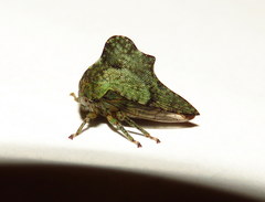Heliria cornutula