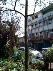 Magnolia compressa lanyuensis